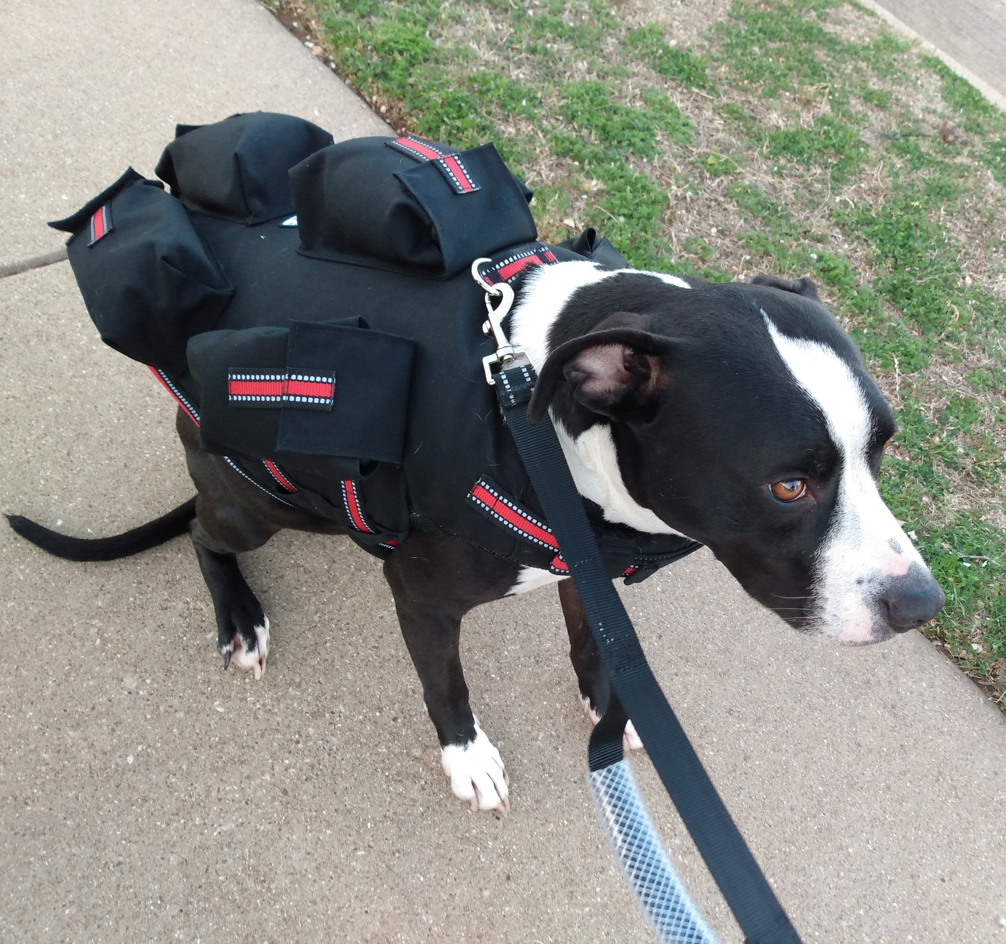 Canine weight vest hotsell