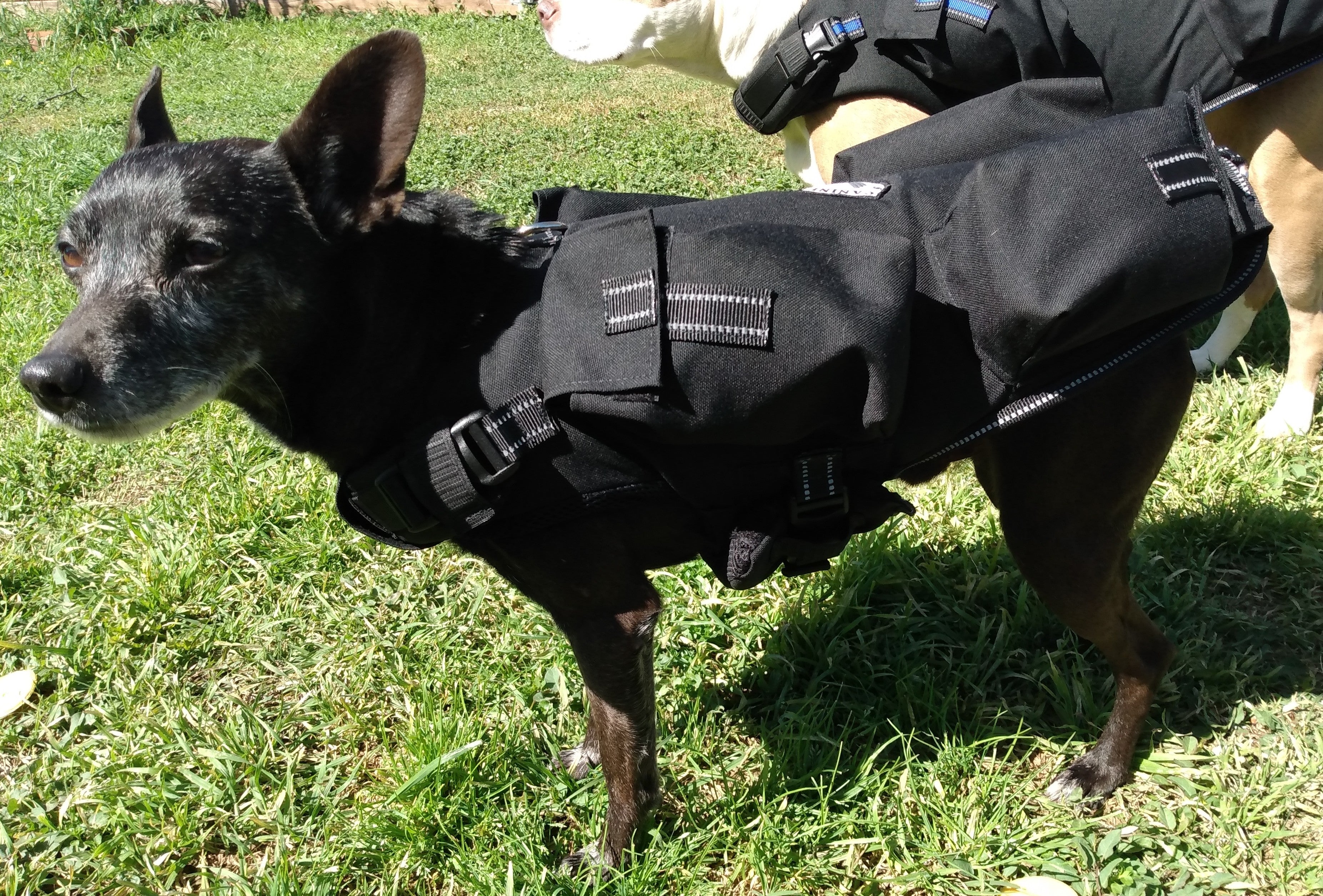 K9 store life vest