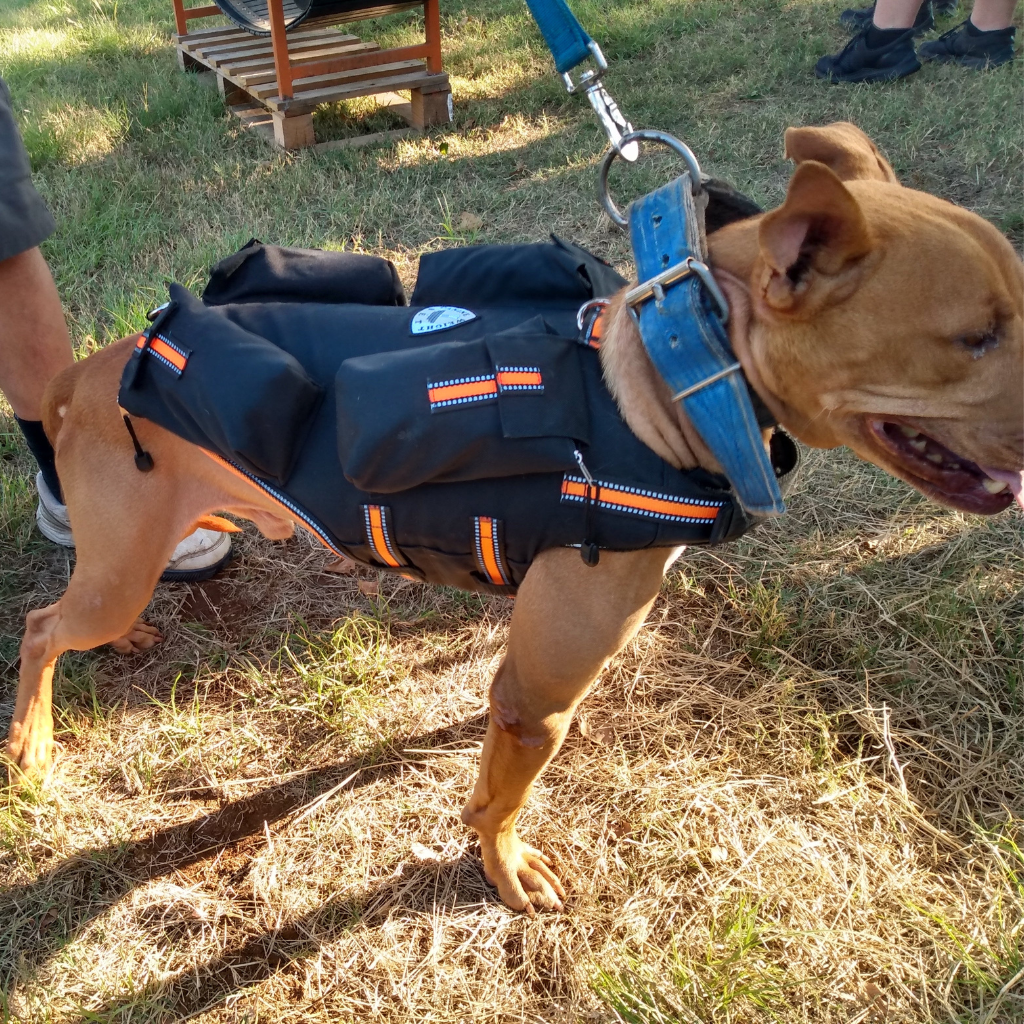 Weighted Dog Vest + Floatation Life Swim Vest